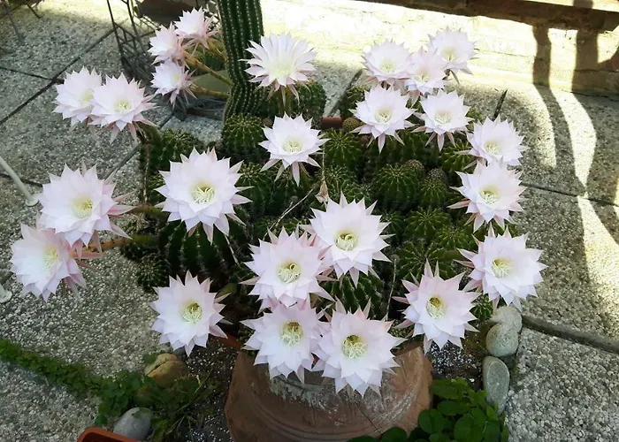 Il Giardino Roccioso فندق مبيت وإفطار رافيننا