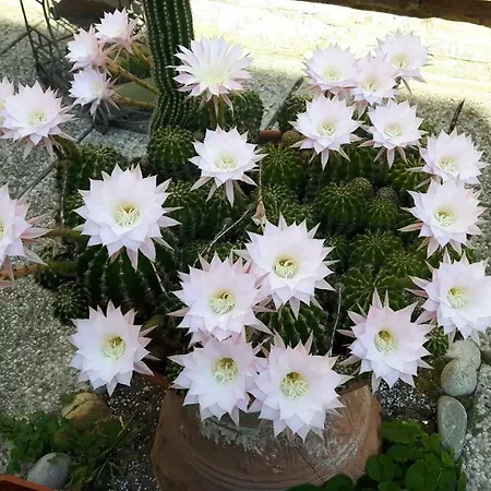 Il Giardino Roccioso Frühstückspension Ravenna